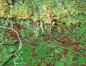 Preview: Raised relief map Hesse, big