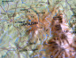 Preview: Raised relief map France